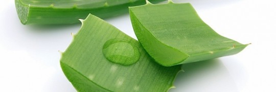 Aloe Vera plantens virkning