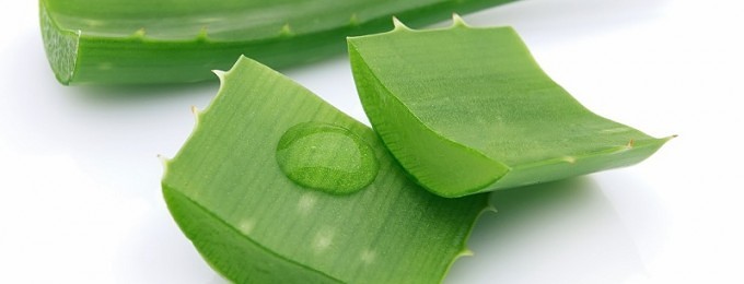 Aloe Vera plantens virkning