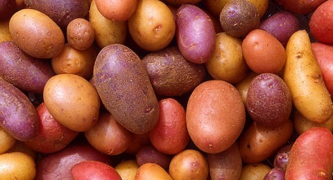 kartofler styrker dit immunforsvar